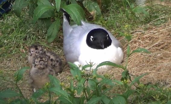 ▲ 학교에 서식하고 있는 검은머리갈매기 어미와 새끼 사진.ⓒ한국교원대