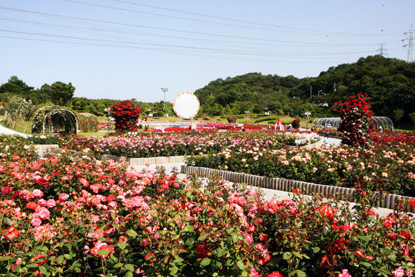 ▲ 울산대공원 장미축제 전경ⓒ울산시