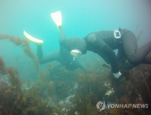 ▲ 미역을 따고 있는 해녀들의 모습ⓒ사진=연합뉴스