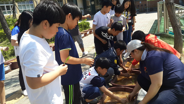 ▲ 대전산성초등학교 학생들이 20일 학교에서 모내기 체험 행사를 벌이고 있다.ⓒ대전시교육청