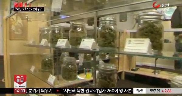 ▲ 2015년 미국에서는 대마초 판매가 합법이 된 주가 늘면서 각종 사고도 함께 늘고 있다고 한다. ⓒTV조선 중계영상 캡쳐.