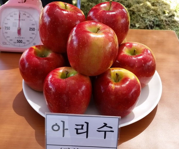 ▲ 영천시가 영천사과 활로 모색을 위한 대책으로 생산에 나서고 있는 '아리수'사과. ⓒ영천시 제공