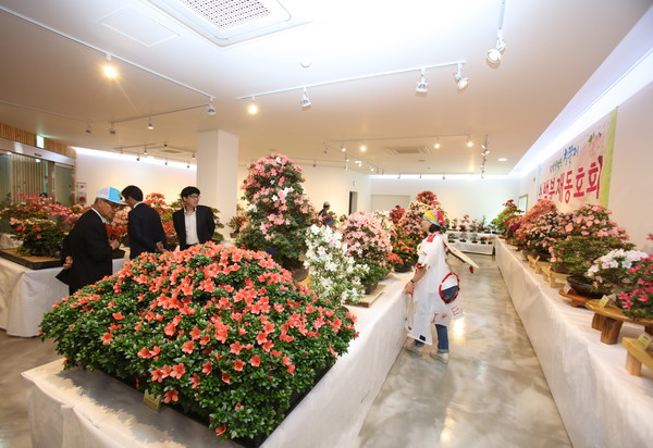 ▲ 단양문화마루에 전시된 철쭉, 야생화 분재 모습.ⓒ단양군