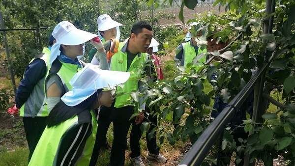 ▲ 경북농협 임직원 50여명이 지난 26일 의성군 농가를 찾아 일손돕기에 나섰다.ⓒ경북농협 제공