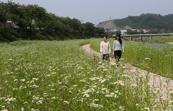 ▲ 푸른물과 꽃이 어울러져 환상의 아름다움을 자아내고 있는 성황천변.ⓒ괴산군