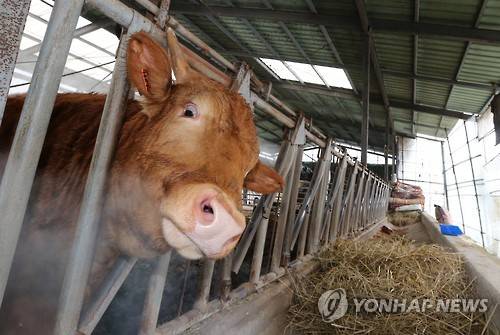 ▲ 한우.ⓒ연합뉴스