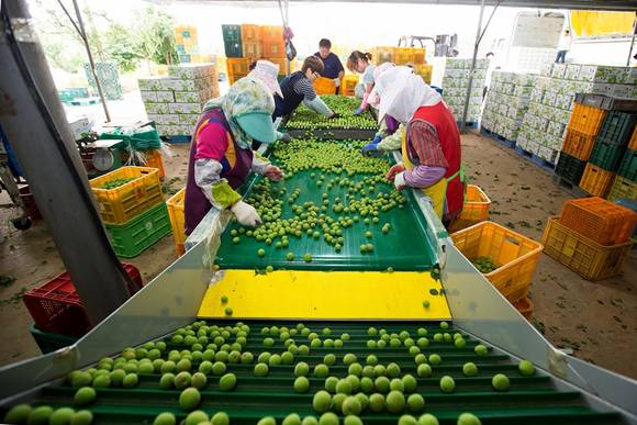 ▲ 보해매실농원 청매실 출하. ⓒ보해양조