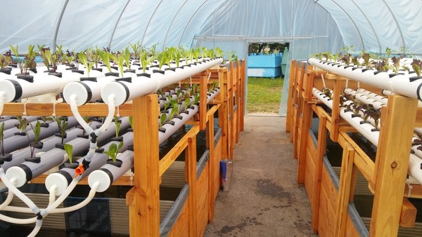 ▲ 충남도 수산연구소가 재배하고 있는 ‘아쿠아포닉(Aquaponics)’ 시험연구 재배모습.ⓒ충남도수산연구소