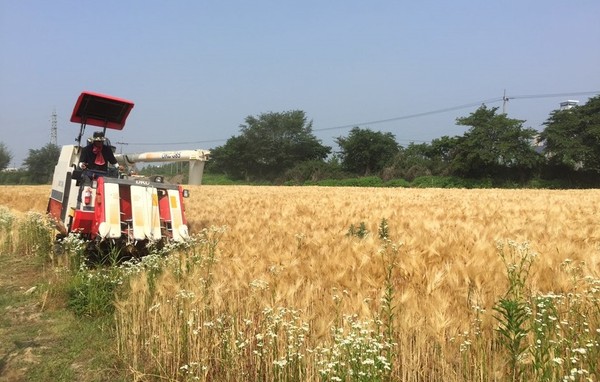 ▲ 한국농업경영인 증평군연합회가 10일 보리를 수확하고 있다.ⓒ증평군