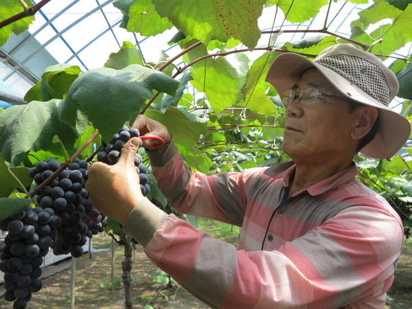 ▲ 9일 시설포도하우스에서 캠벨얼리 포도를 수확하고 있는 곽찬주 씨.ⓒ옥천군