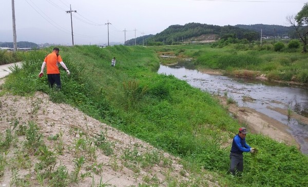 ▲ 괴산군이 생태교란 외래식물 퇴치에 나섰다.ⓒ괴산군