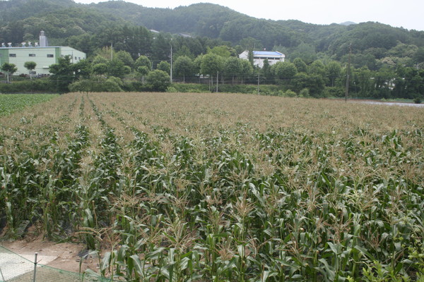 ▲ 제일종묘농산이 개발한 조생대학찰·조생흑점대학찰 재배밭 모습.ⓒ제일종묘농산