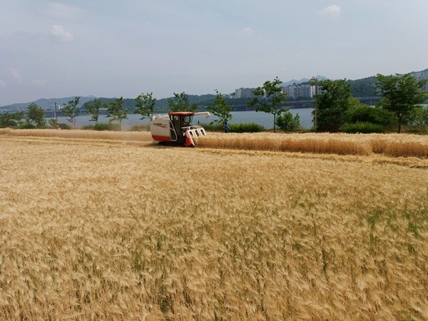 ▲ 서울시가 2015년 이촌·잠원·양화 한강공원에 조성한 청보리·밀밭 수확 모습. ⓒ서울시 제공