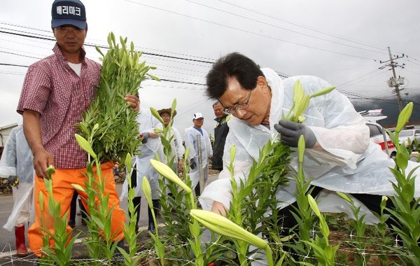 ▲ 이시종 충북도지사가 2일 진천 화훼농가에서 일손돕기를 하고 있다.ⓒ충북도