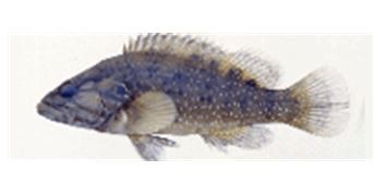 ▲ 한국 특산 어종 ‘꺽지’.ⓒ충북도 남부출장소