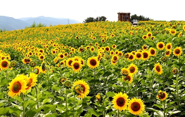 ▲ 함안군 법수면 강주 문화마을과 법수산권역 일대에 해바라기가 만개했다.ⓒ함안군 제공