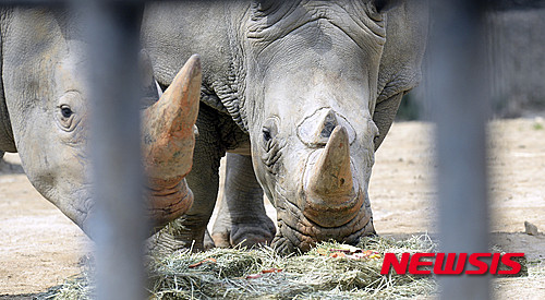 경기 과천시 서울대공원 동물원에서 흰코뿔소가 먹이를 먹고 있다. 흰코뿔소는 국제적으로 멸종 위협을 받는 멸종 위기종으로 알려졌다. ⓒ뉴시스