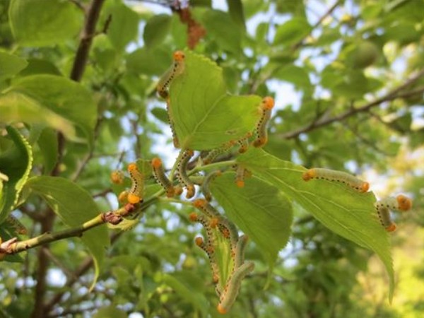 ▲ 살구·매실나무를 해치는 신종 유충.ⓒ충북산림환경연구소