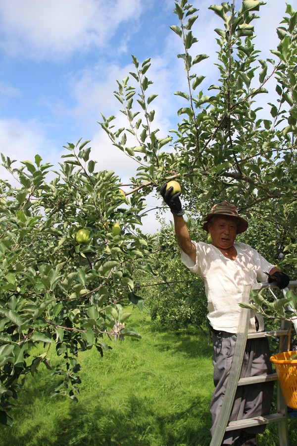 ▲ 올해 첫 수확사과인 ‘아오리(쓰가루)’.ⓒ경북농협 제공