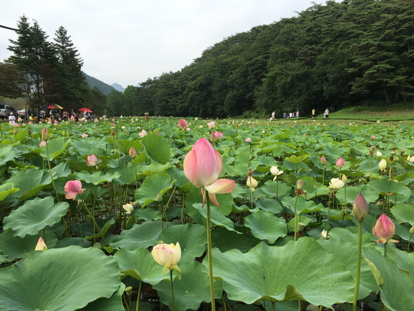 ▲ 속리산 연꽃단지.ⓒ보은군