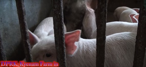 ▲ 북한 밀수꾼들이 돼지고기를 중국에 불법으로 팔아 이익을 챙기고 있는 것으로 알려졌다. 사진은 북한 황해남도 신원군의 계남목장에서 키워지고 있는 돼지.ⓒ유투브 영상 캡쳐