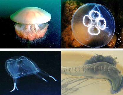 ▲ 강독성 해파리 종류 윗줄 왼쪽부터 시계방향으로 노무라입깃해파리, 보름달물해파리, 상자해파리, 작은부레관해파리. ⓒ국민안전처 제공
