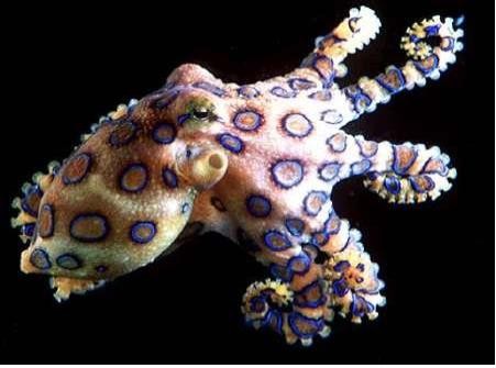 ▲ 파란 고리 문어. ⓒ수산 과학원
