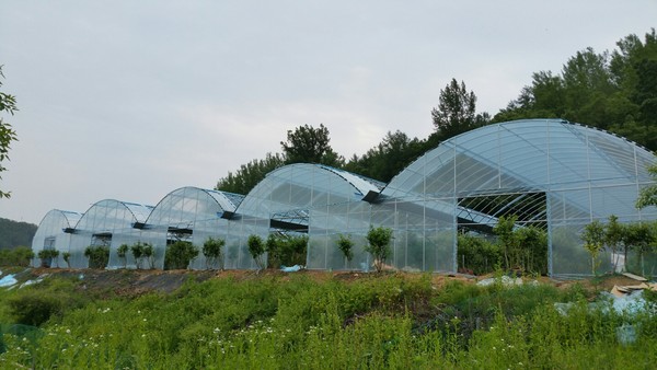 ▲ 블루베리 비가림 시설.ⓒ괴산군