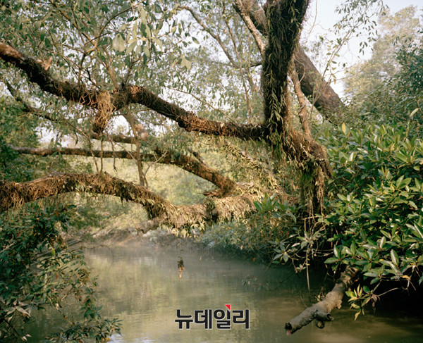 ▲ Mangrove forests 15-08 2015, Archival Pigment Print50 x 40 cm ⓒ Jonsung Paul Choe