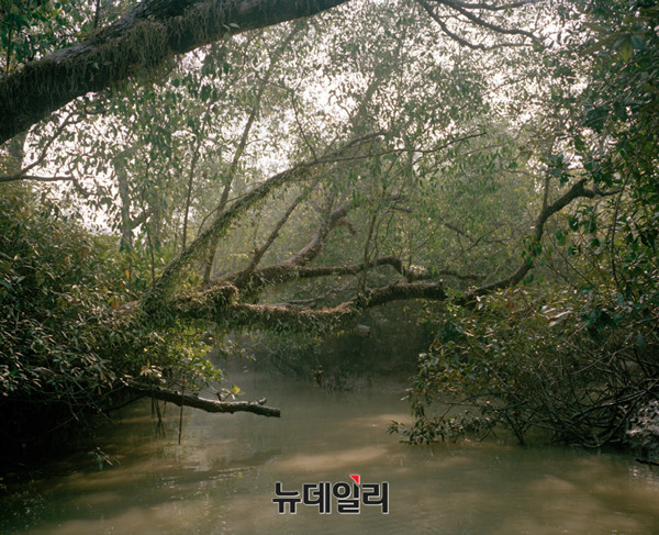 ▲ Mangrove forests 15-15 2015, Archival Pigment Print50 x 40 cm ⓒ Jonsung Paul Choe