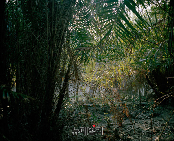 ▲ Mangrove forests 15-09 2015, Archival Pigment Print50 x 40 cm ⓒ Jonsung Paul Choe