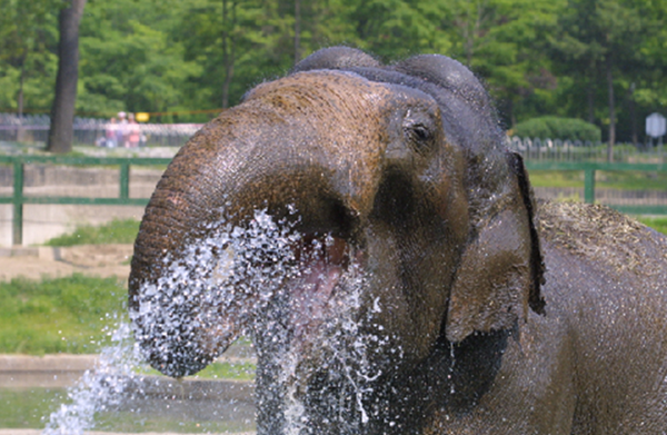 코끼리가 샤워하는 모습. ⓒ서울시 제공