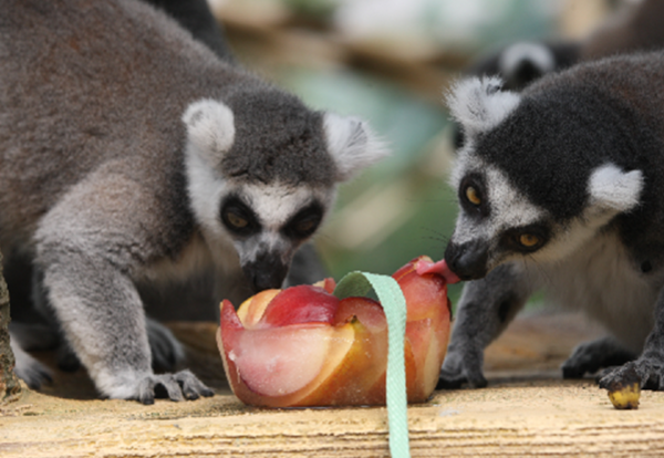 ▲ 알락꼬리 여우원숭이가 과일 얼음을 먹는 모습. ⓒ서울시 제공