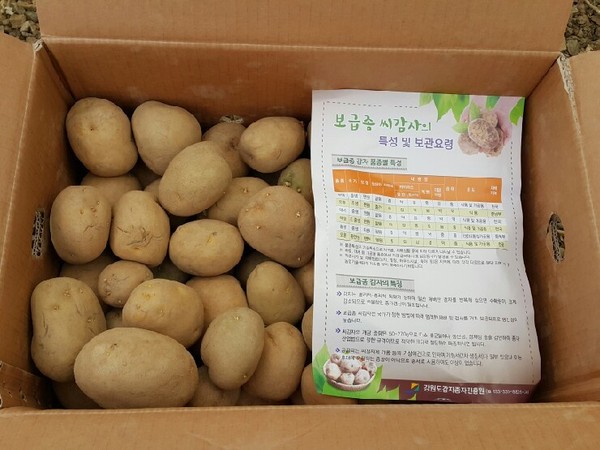 ▲ 영주시(시장 장욱현)는 감자재배를 희망하는 농가 대상 우량 종서 공급에 나선다. 사진은 수미 품종 모습ⓒ영주시 제공