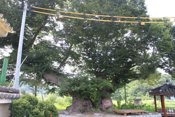 ▲ 일명 ‘독립군 나무’라 불리는 350년 된 느티나무.ⓒ영동군