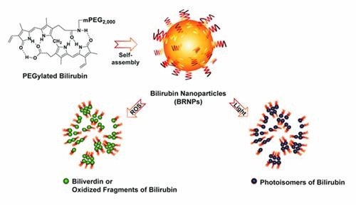 ▲ 빌리루빈 나노입자가 빛과 활성산소에 의해 와해됨을 보여주는 결과도.ⓒ카이스트