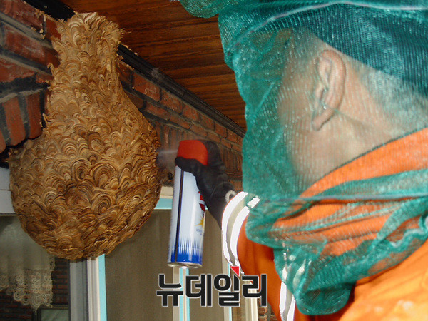 ▲ 경기도119구조대원이 주택가에 생긴 말벌집을 제거하고 있는 모습. ⓒ경기도재난안전본부
