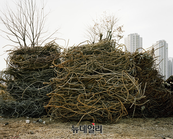 ▲ CR044-02, 100x125cm, Pigment Ink on Premium Luster, 2016 ⓒ 최창재