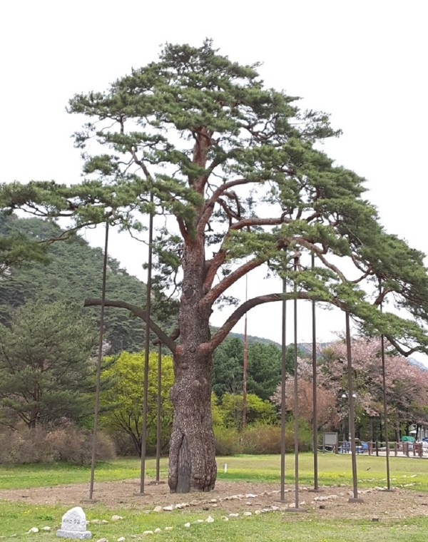 ▲ 속리산 정이품송.ⓒ보은군