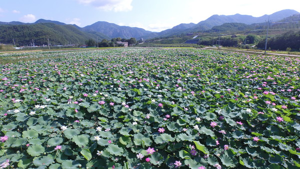 ▲ 국립공원 주왕산 입구에 조성한 연꽃 재배단지.ⓒ청송군 제공