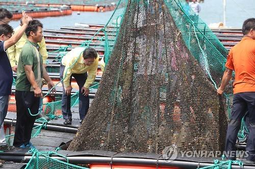 ▲ 전복 양식 피해 살피는 김영석 해양수산부 장관.ⓒ연합뉴스