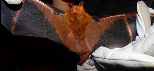 ▲ 보령석탄박물관에서 발견된 황금박쥐 모습.ⓒ보령시