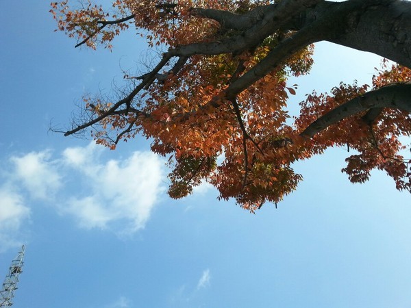 ▲ 오늘날씨 경기도 양평 원덕역 앞에서 본 가을하늘. ⓒ뉴데일리 스타