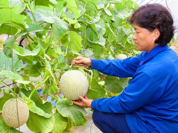 ▲ 단양군 어상천면 멜론재배 농가가 멜론을 수확하고 있다.ⓒ단양군