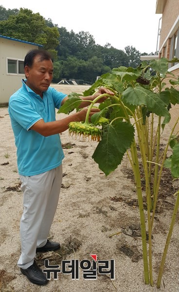 ▲ 이용대씨가 봉양초등학교에서 해바라기를 가꾸고 있다.ⓒ김정원 기자