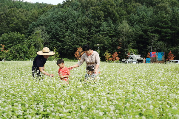 ▲ 현재 충북 영동군 황간면의 노근리평화공원에 메밀꽃이 화사하게 피어나는 등 가을정취가 물씬 풍기고 있다.ⓒ영동군
