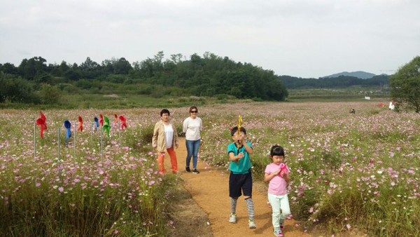 ▲ 예천군이 호명면 금능리 일원에 코스모스 경관단지를 조성해 관광객의 인기를 모으고 있다.ⓒ예천군 제공