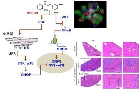 ▲ 건국대학교 신순영 교수 연구팀이 개발한 'DPP-23' 화합물이 유방암 세포 전이를 차단하는 과정. ⓒ건국대