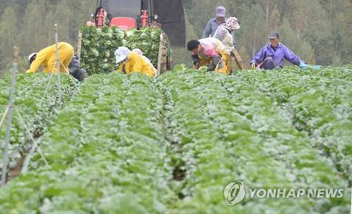 ▲ 고랭지 배추 수확.ⓒ연합뉴스