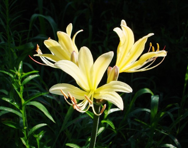 ▲ 월악산국립공원 야생화단지에 꽃망울을 터트린 야생화 '개상사화'.ⓒ월악산국립공원